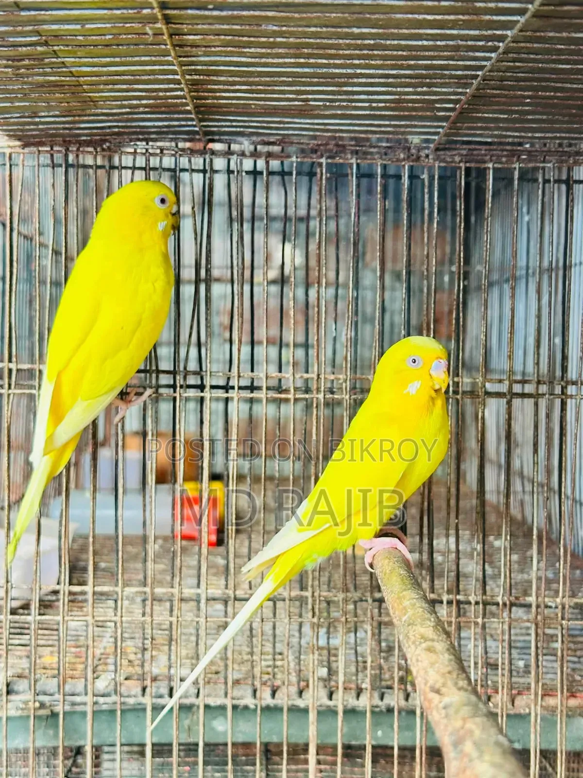লোটিনো বাজিগর রানিং দুই পেয়ার