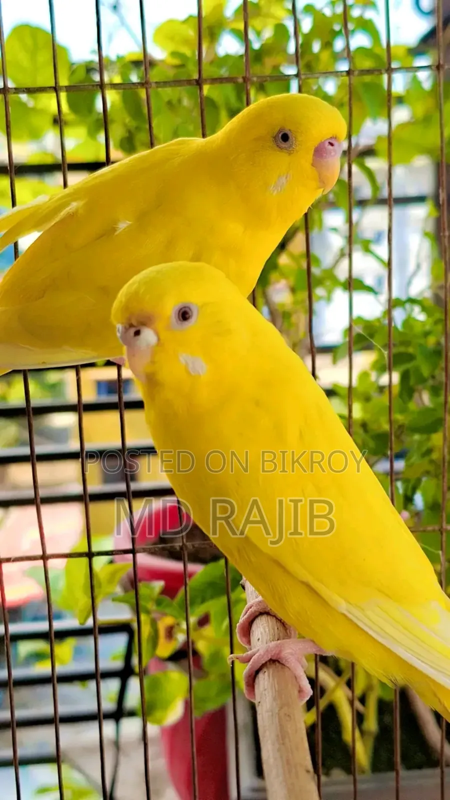 লোটিনো বাজিগর রানিং দুই পেয়ার