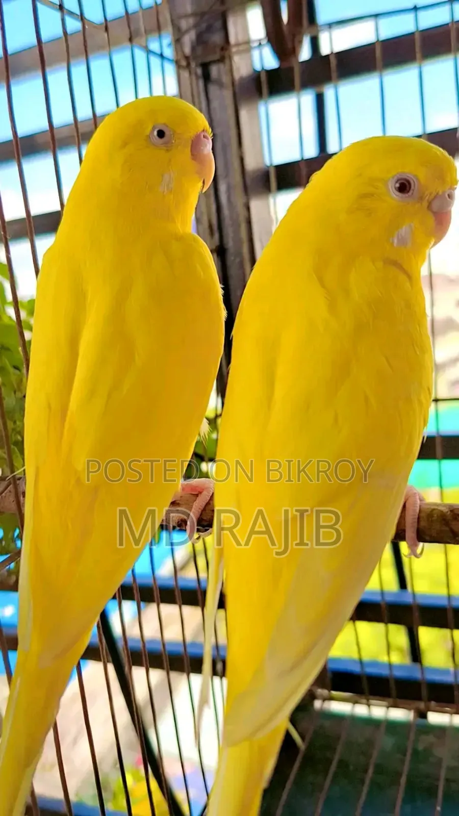 লোটিনো বাজিগর রানিং দুই পেয়ার