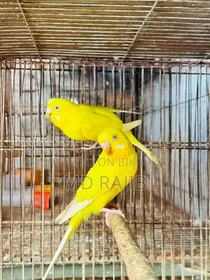 লোটিনো বাজিগর রানিং দুই পেয়ার