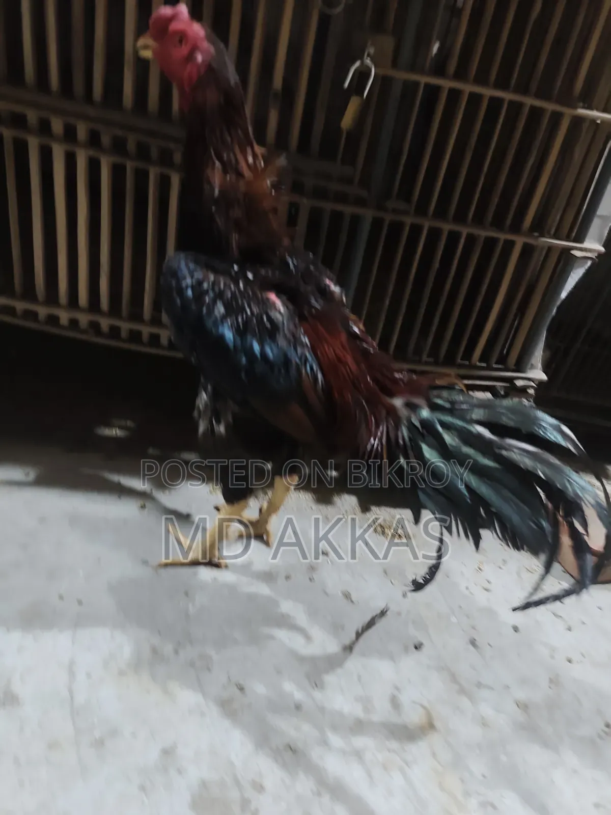 আসিল মোরগ মুরগি