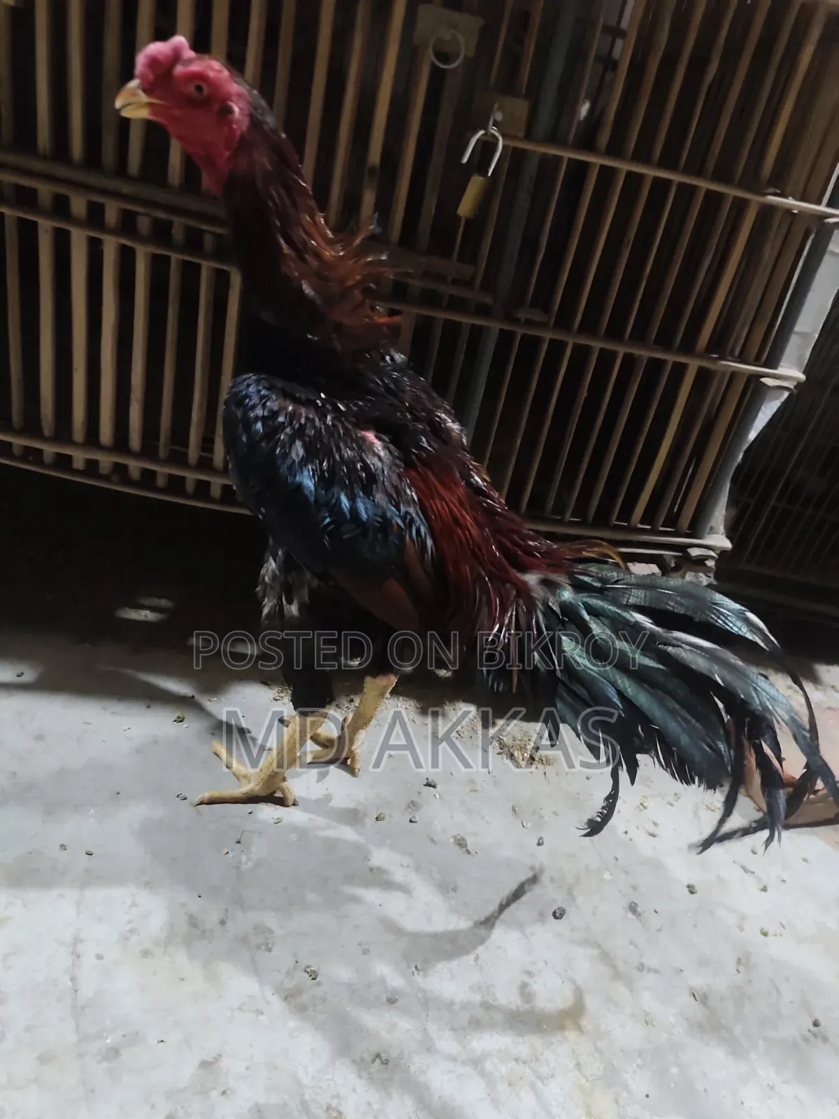 আসিল মোরগ মুরগি