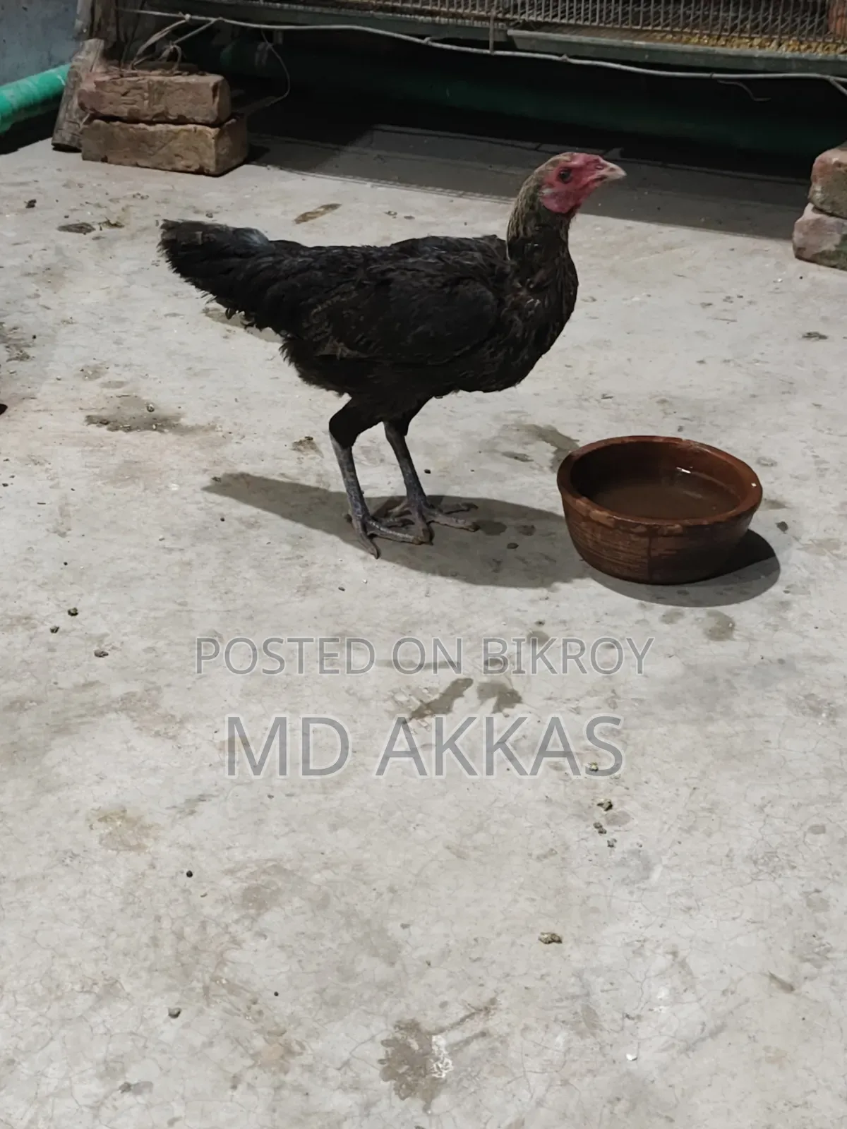 আসিল মোরগ মুরগি