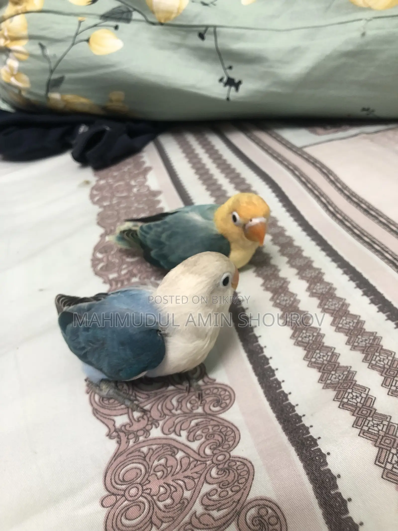 টেম লাভ বার্ড