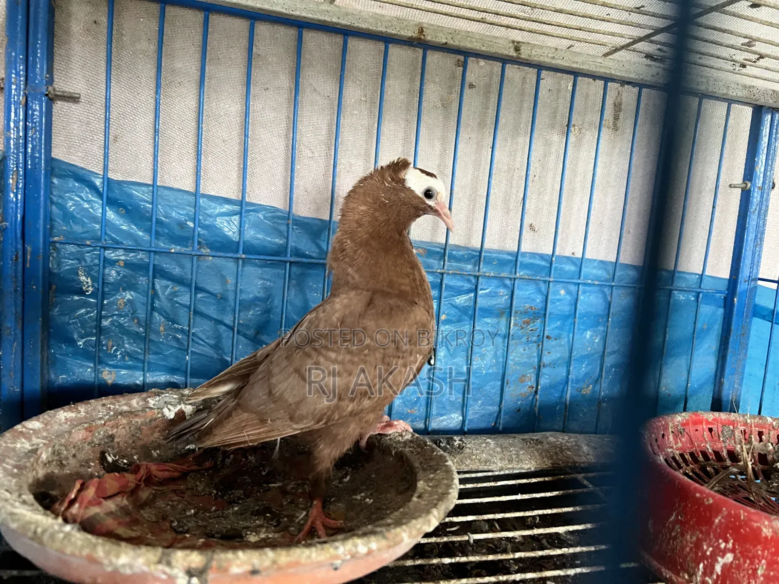 মুখ্যী কবুতরের বাচ্চা