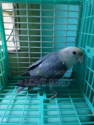 লাভ বার্ড বিক্রয়ের জন্য