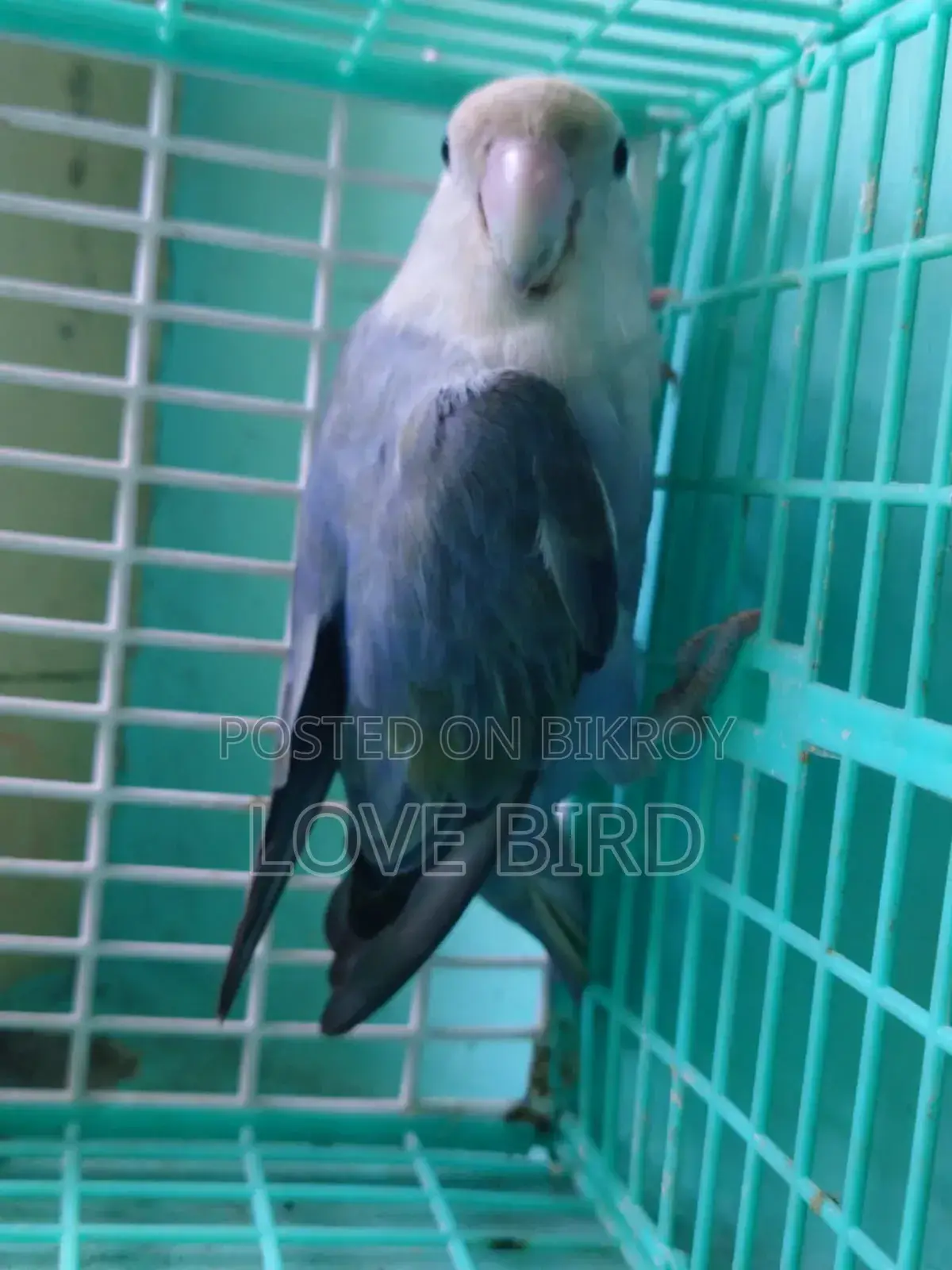 লাভ বার্ড বিক্রয়ের জন্য