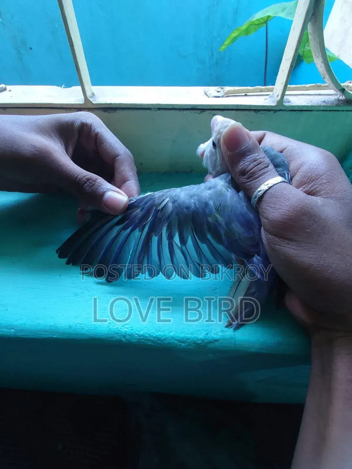 লাভ বার্ড বিক্রয়ের জন্য