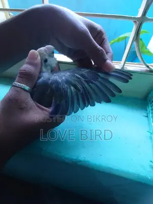 লাভ বার্ড বিক্রয়ের জন্য