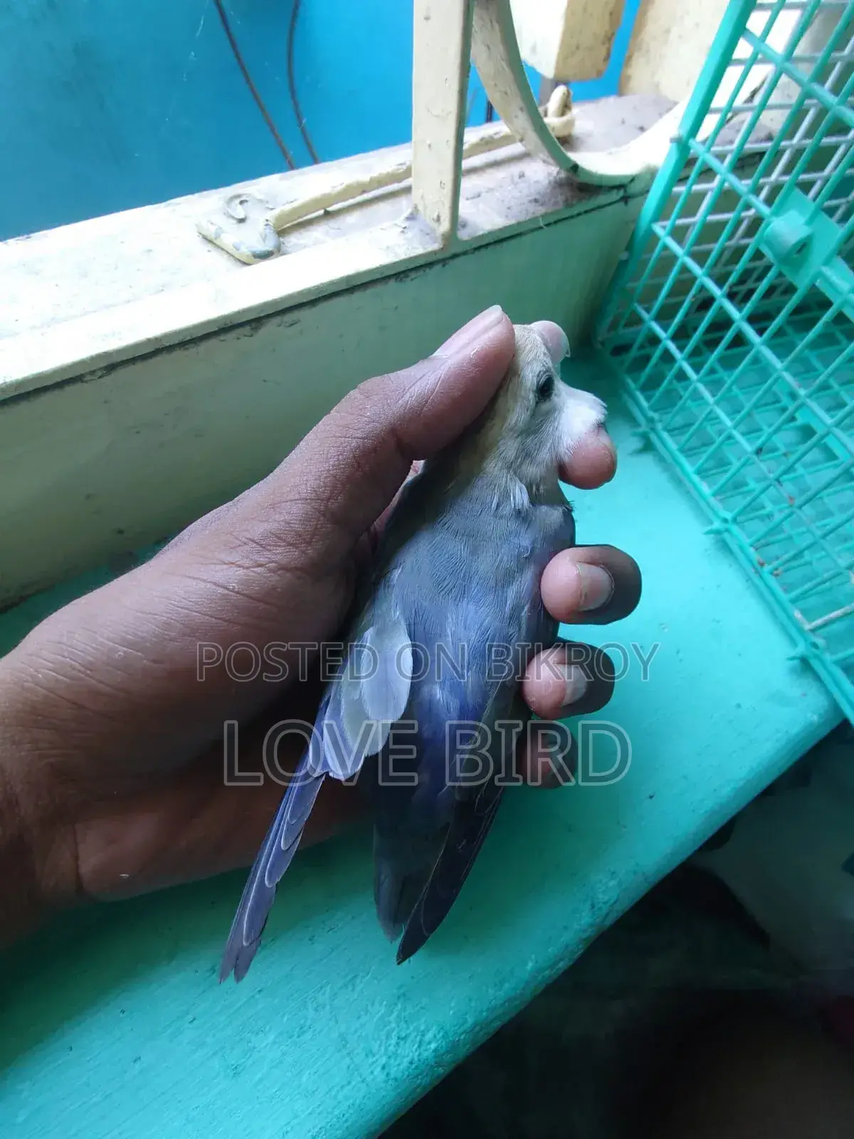 লাভ বার্ড বিক্রয়ের জন্য