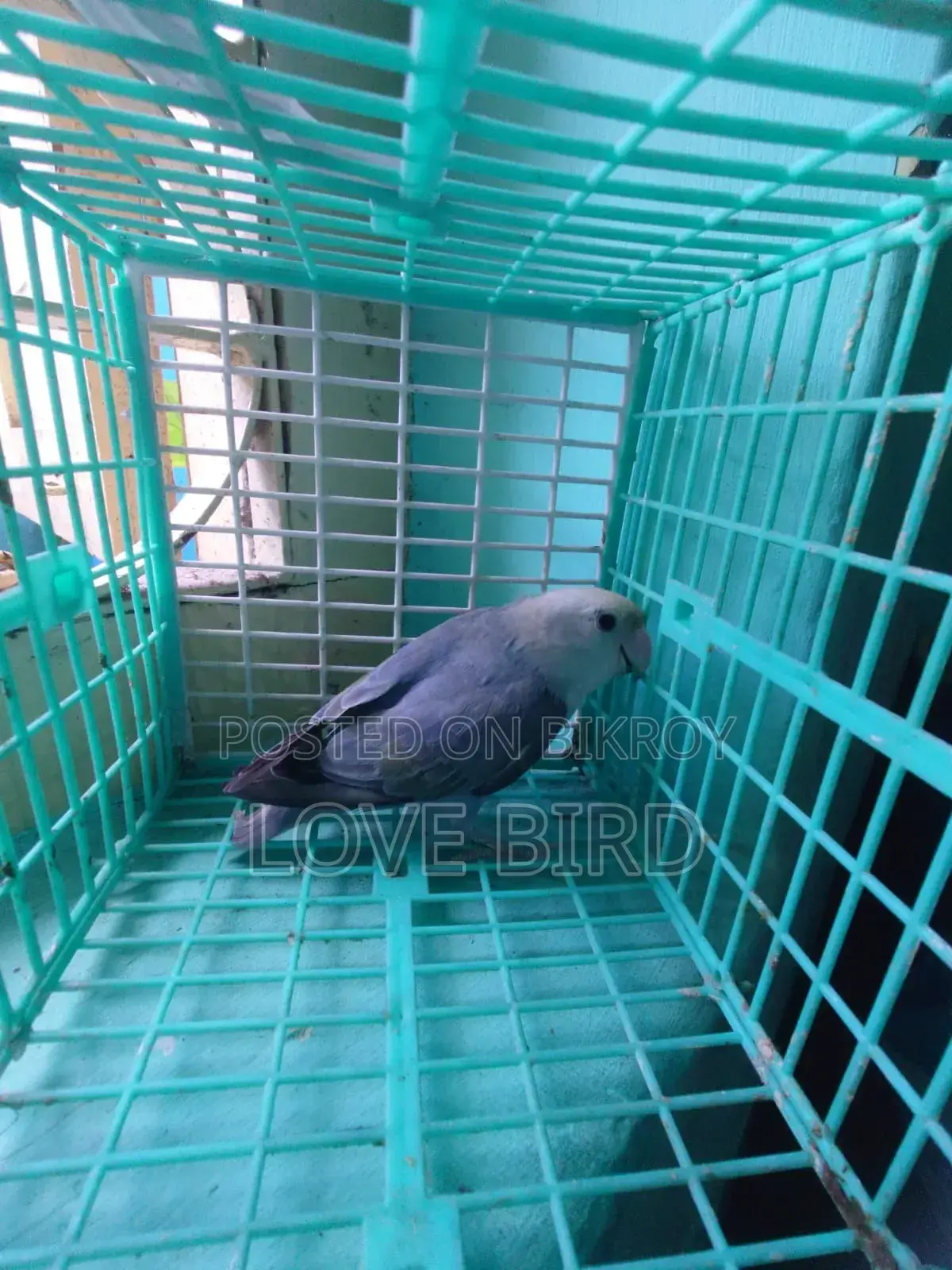 লাভ বার্ড বিক্রয়ের জন্য