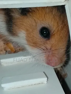 Syrian Hamster