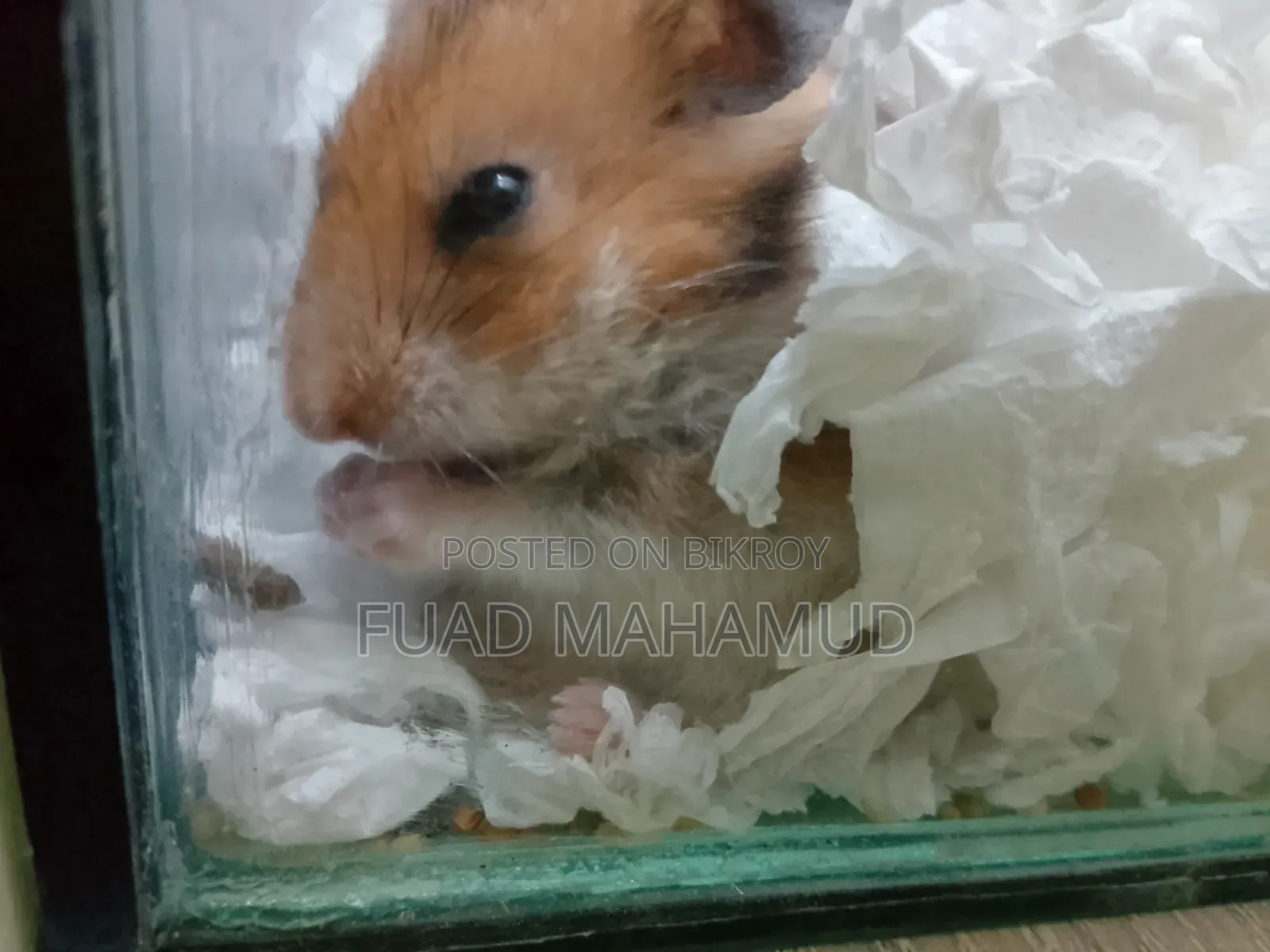 Syrian Hamster