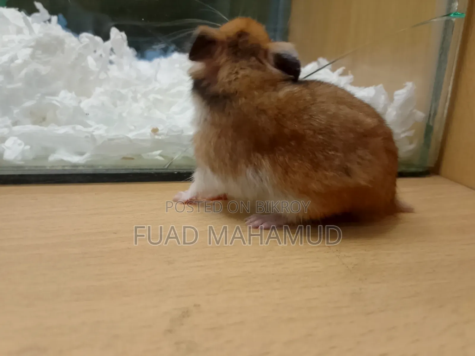 Syrian Hamster