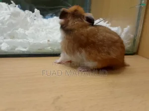 Syrian Hamster