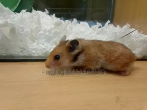 Syrian Hamster