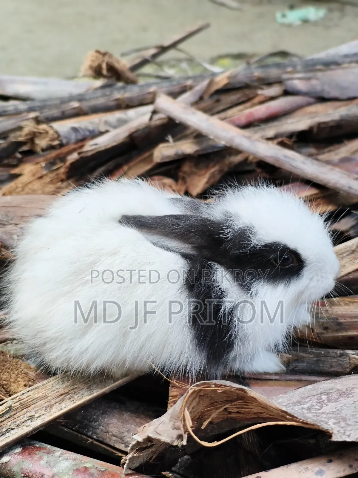 Angora Baby Rabbit