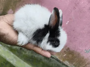 Angora Baby Rabbit