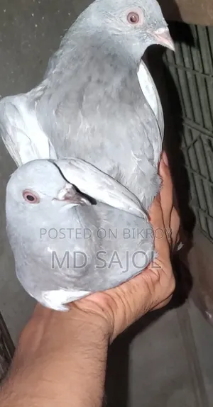 ছেলিটি বিচ্চু বচ্চা