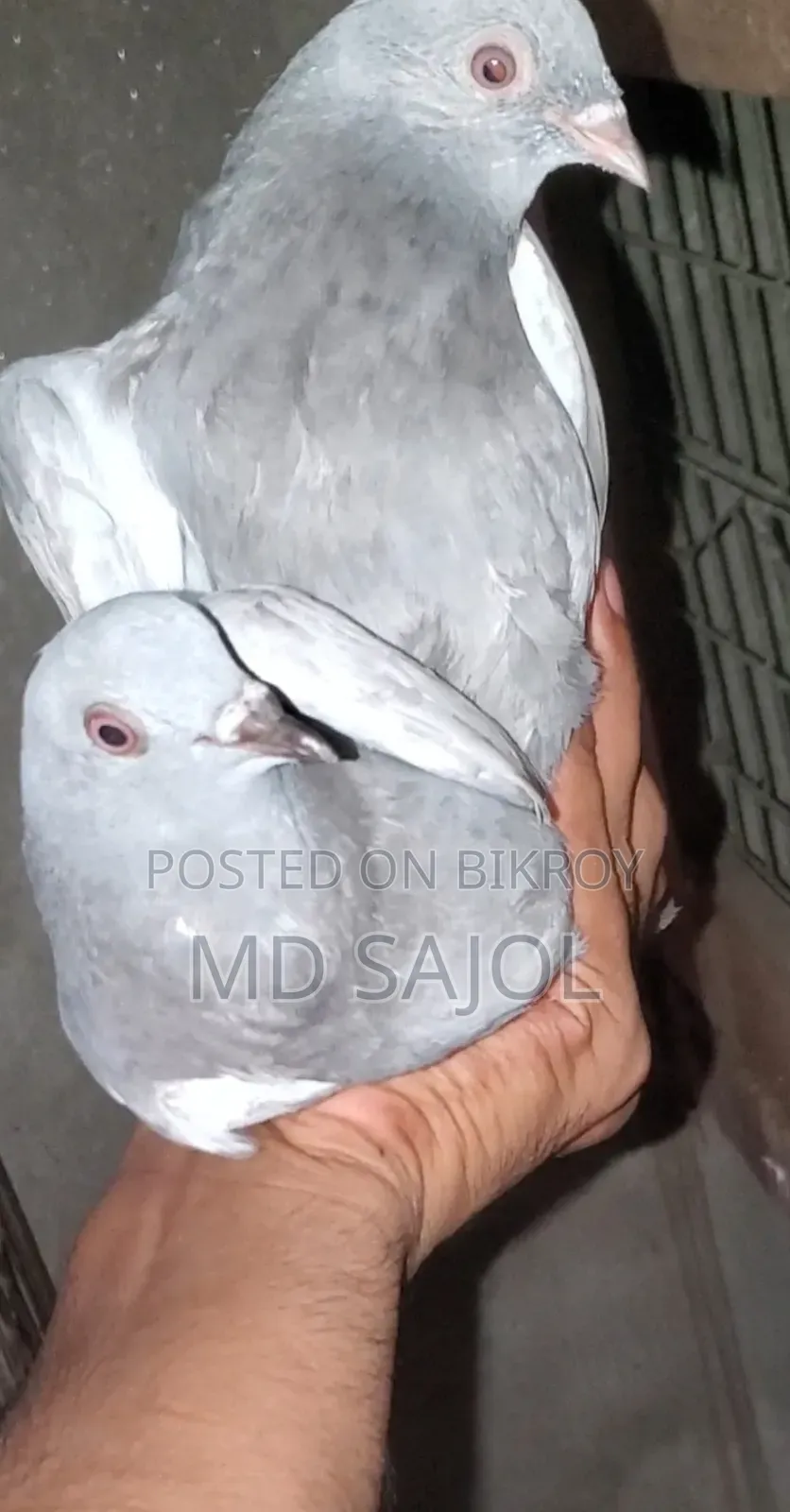 ছেলিটি বিচ্চু বচ্চা