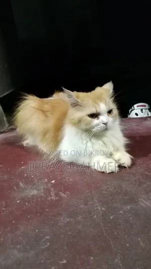 ১+ বছরের পুরুষ খাঁটি পার্সিয়ান