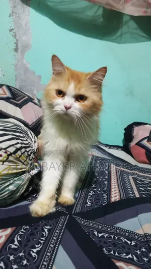 ১+ বছরের পুরুষ খাঁটি পার্সিয়ান