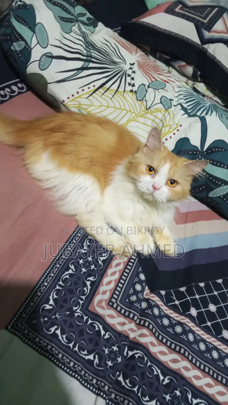 ১+ বছরের পুরুষ খাঁটি পার্সিয়ান