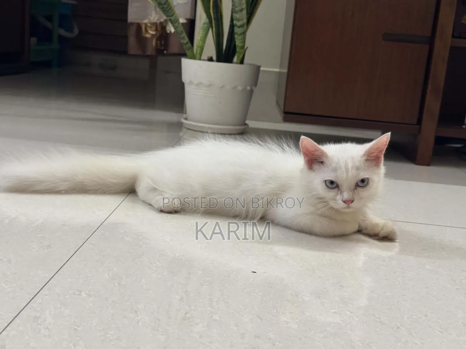 ৩-৬ মাসের পুরুষ বিশুদ্ধ পার্সিয়ান