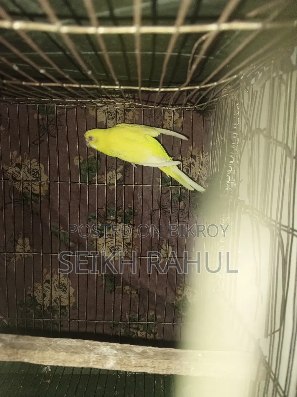 রানিং লুটিনো