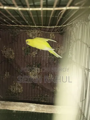 রানিং লুটিনো