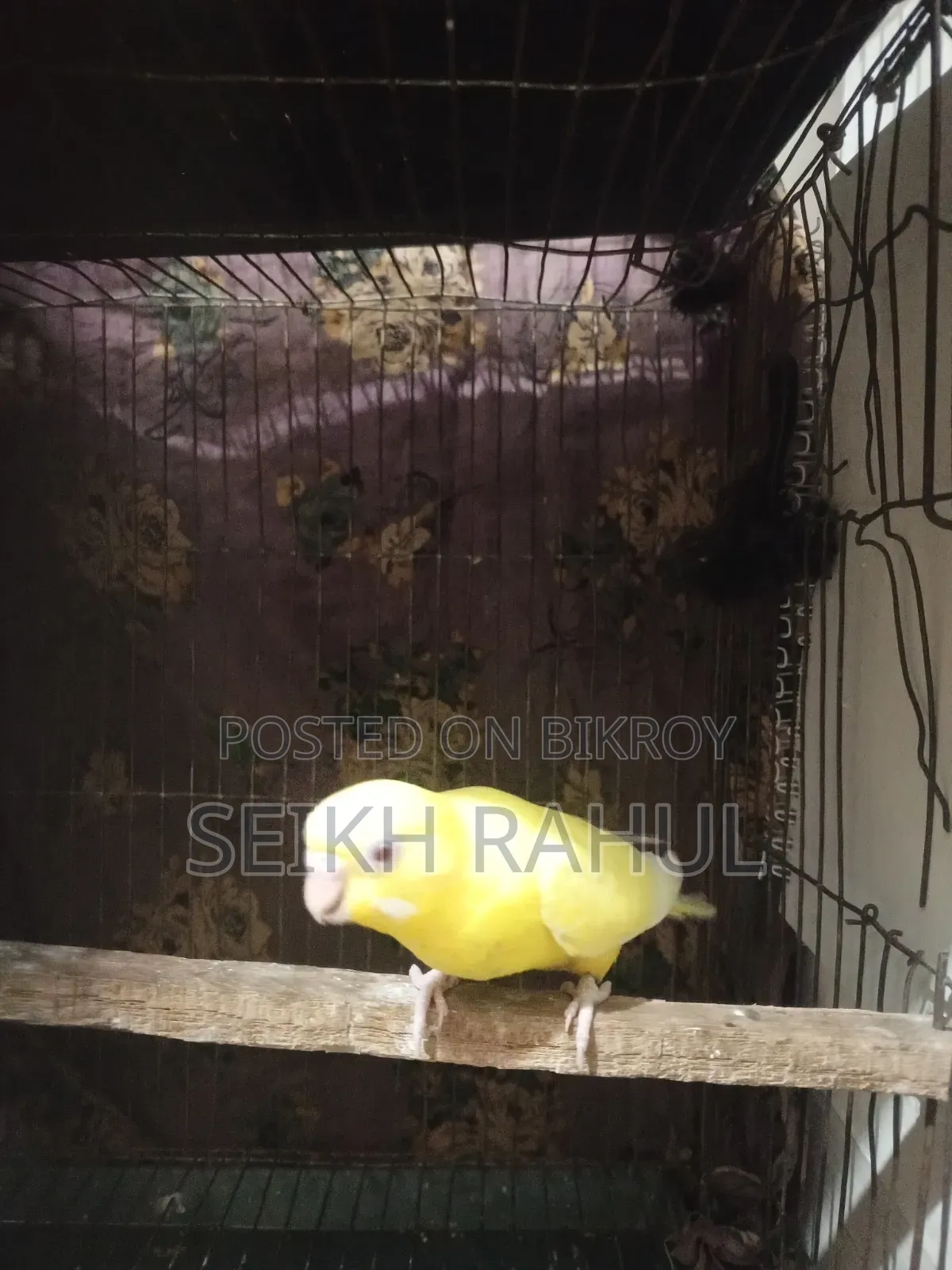 রানিং লুটিনো