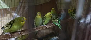 বাজি পাখি.. ৯ পিস।