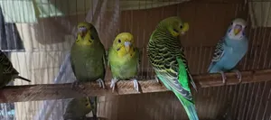 বাজি পাখি.. ৯ পিস।