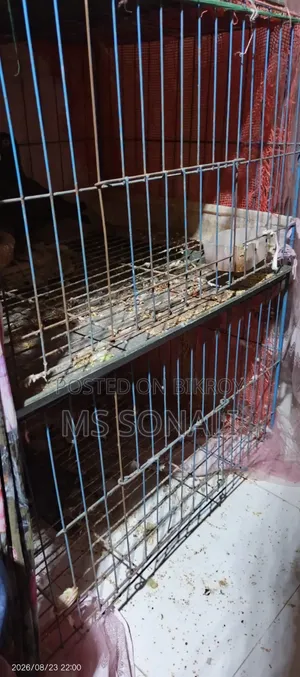 ২ খোপের খাঁচা ..