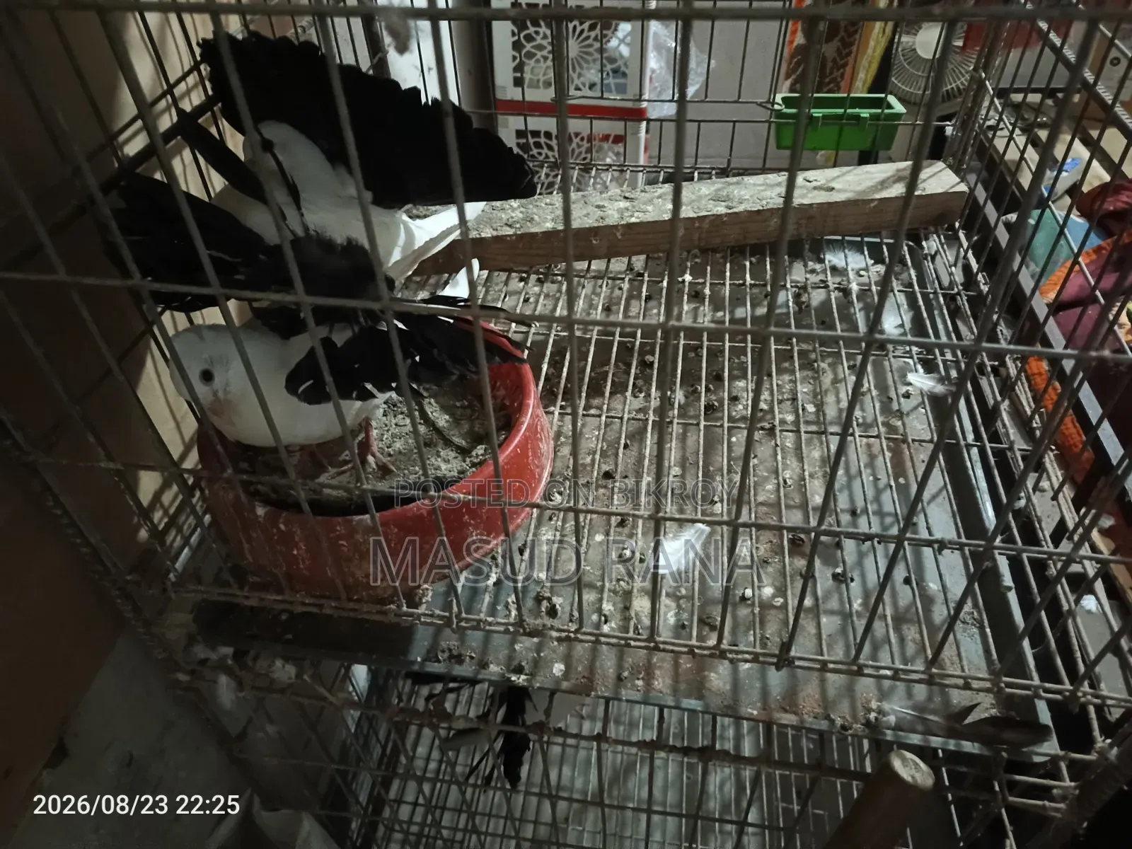 ফ্যান্টেইল টেলমার্ক