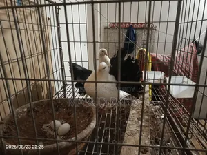ফ্যান্টেইল টেলমার্ক