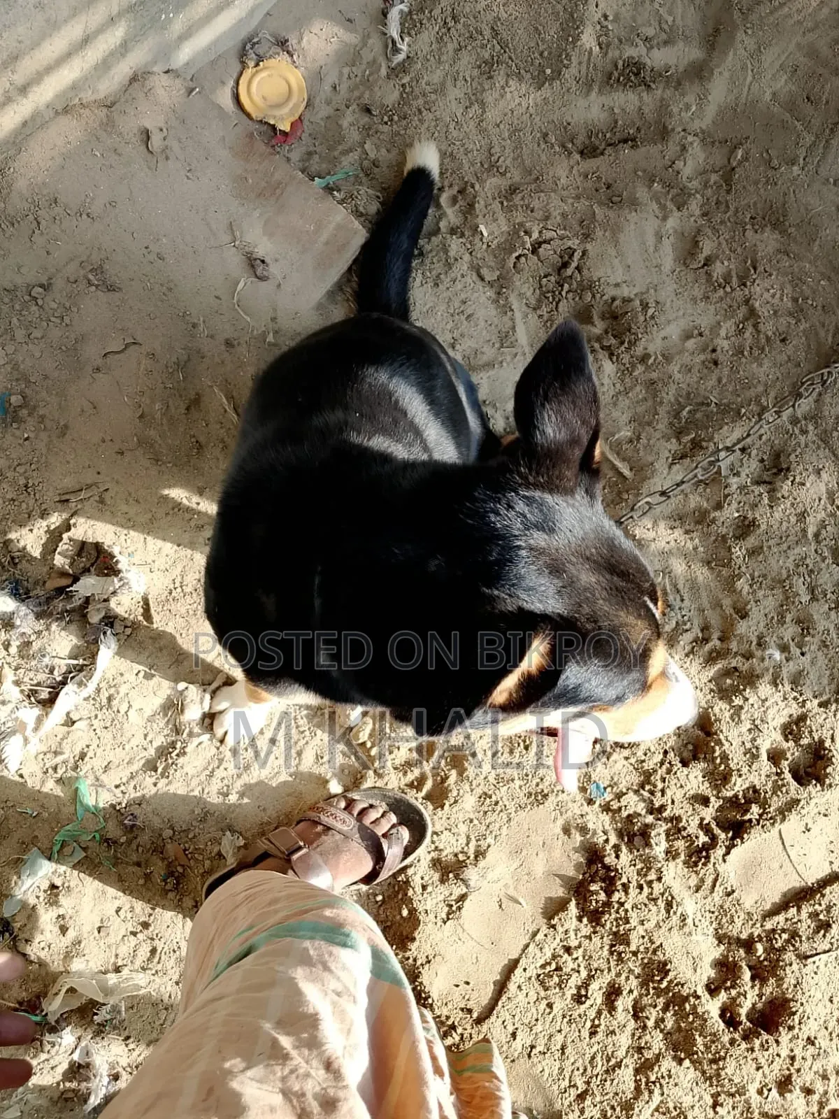 1+ Year Female Mixed Breed Dog
