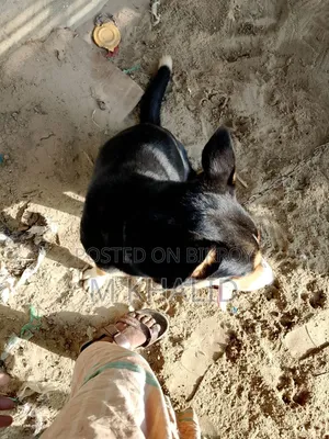 1+ Year Female Mixed Breed Dog