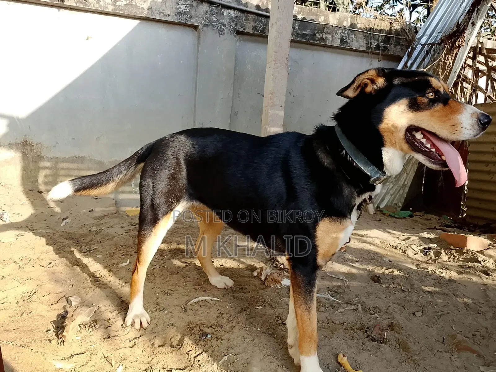 1+ Year Female Mixed Breed Dog