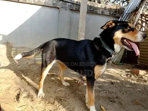 1+ Year Female Mixed Breed Dog
