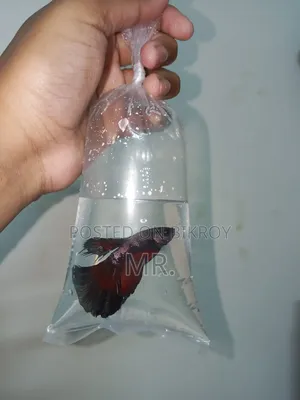 মেটাল বেটা ফিশ