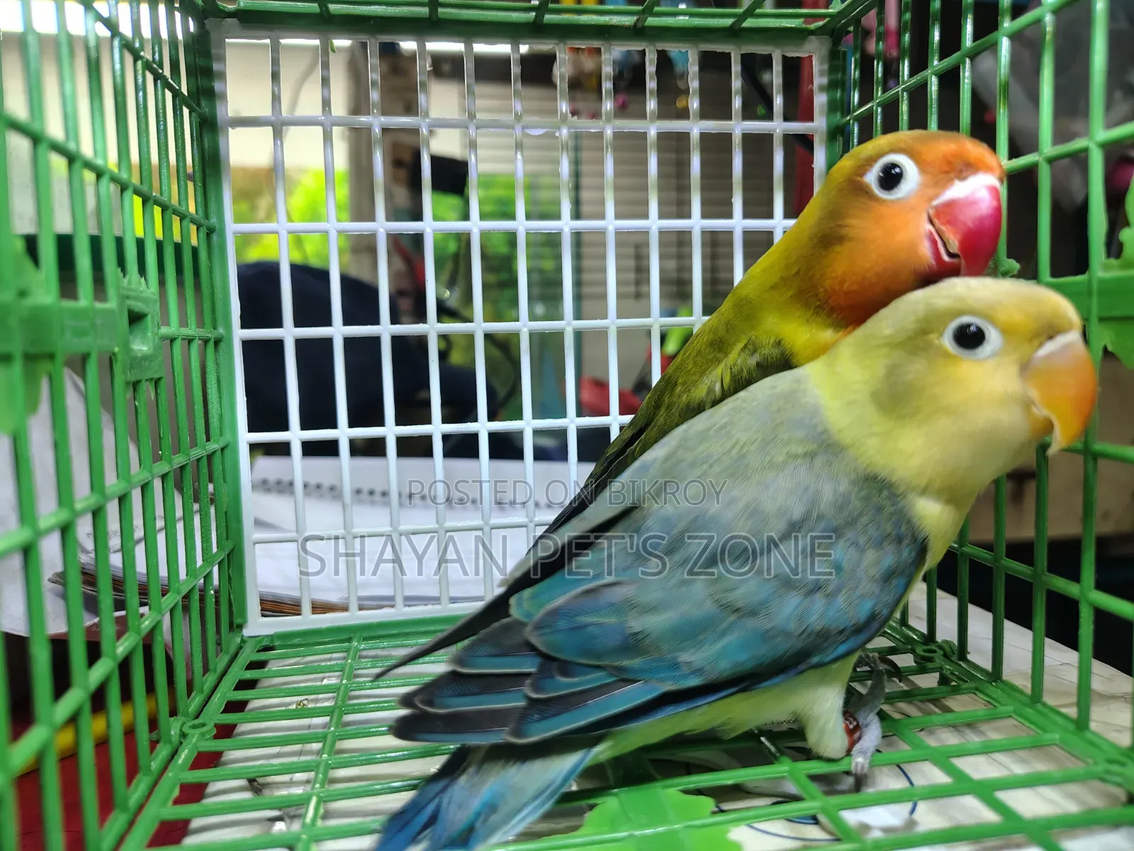 Parblue Lovebird DNA Confirm Pair