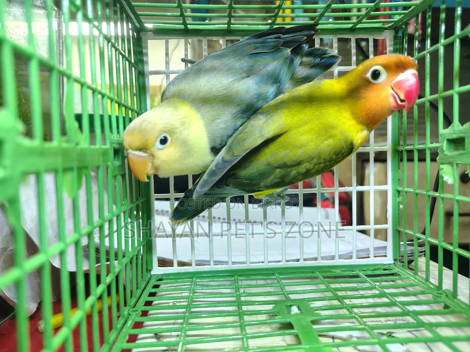 Parblue Lovebird DNA Confirm Pair