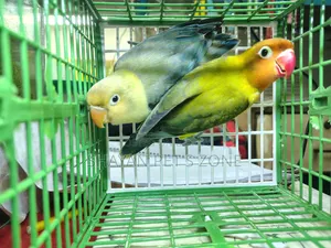 Parblue Lovebird DNA Confirm Pair