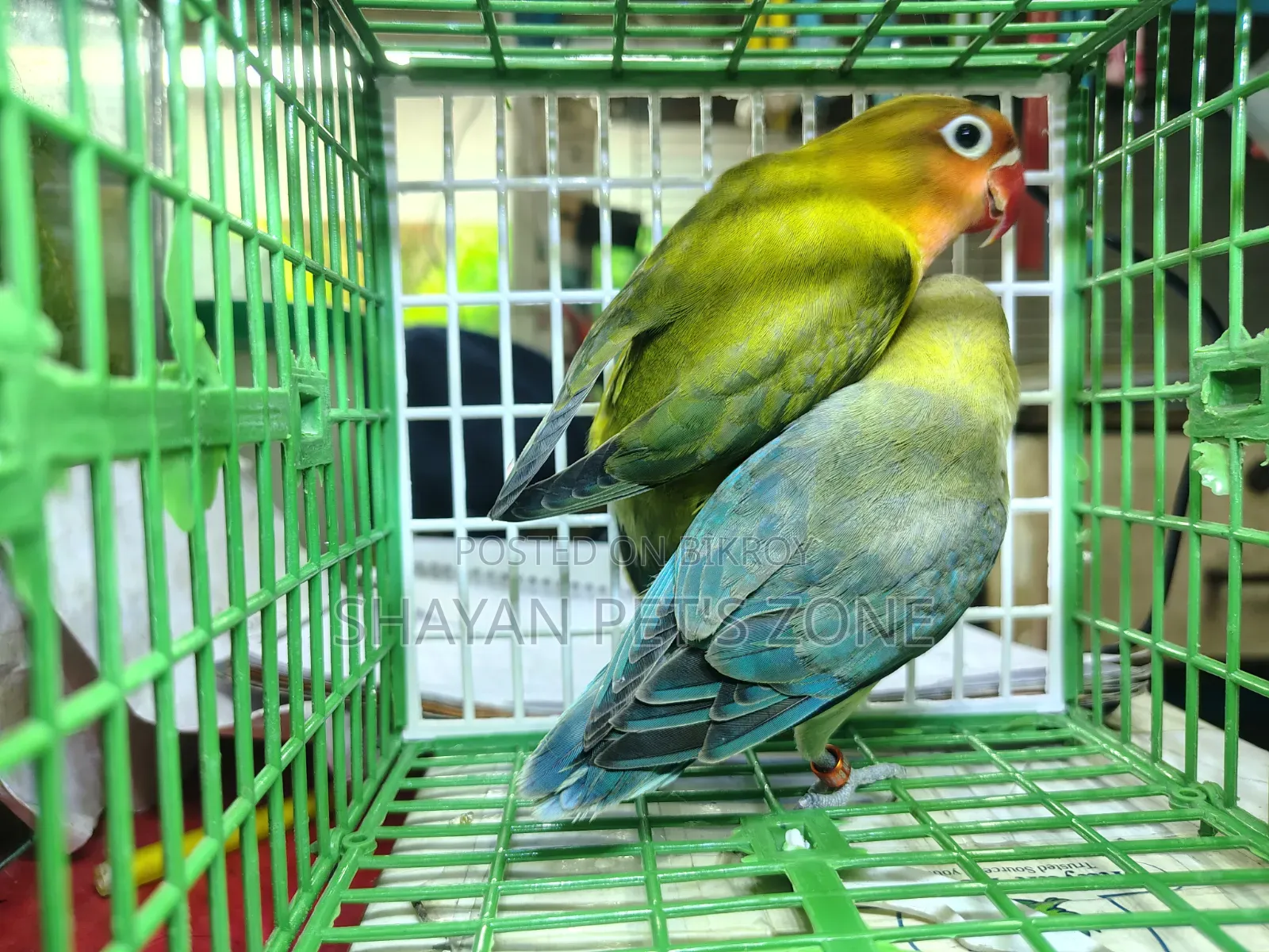 Parblue Lovebird DNA Confirm Pair