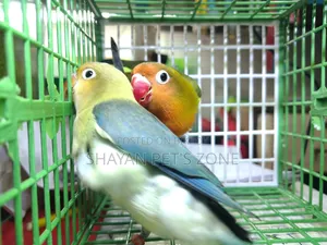 Parblue Lovebird DNA Confirm Pair