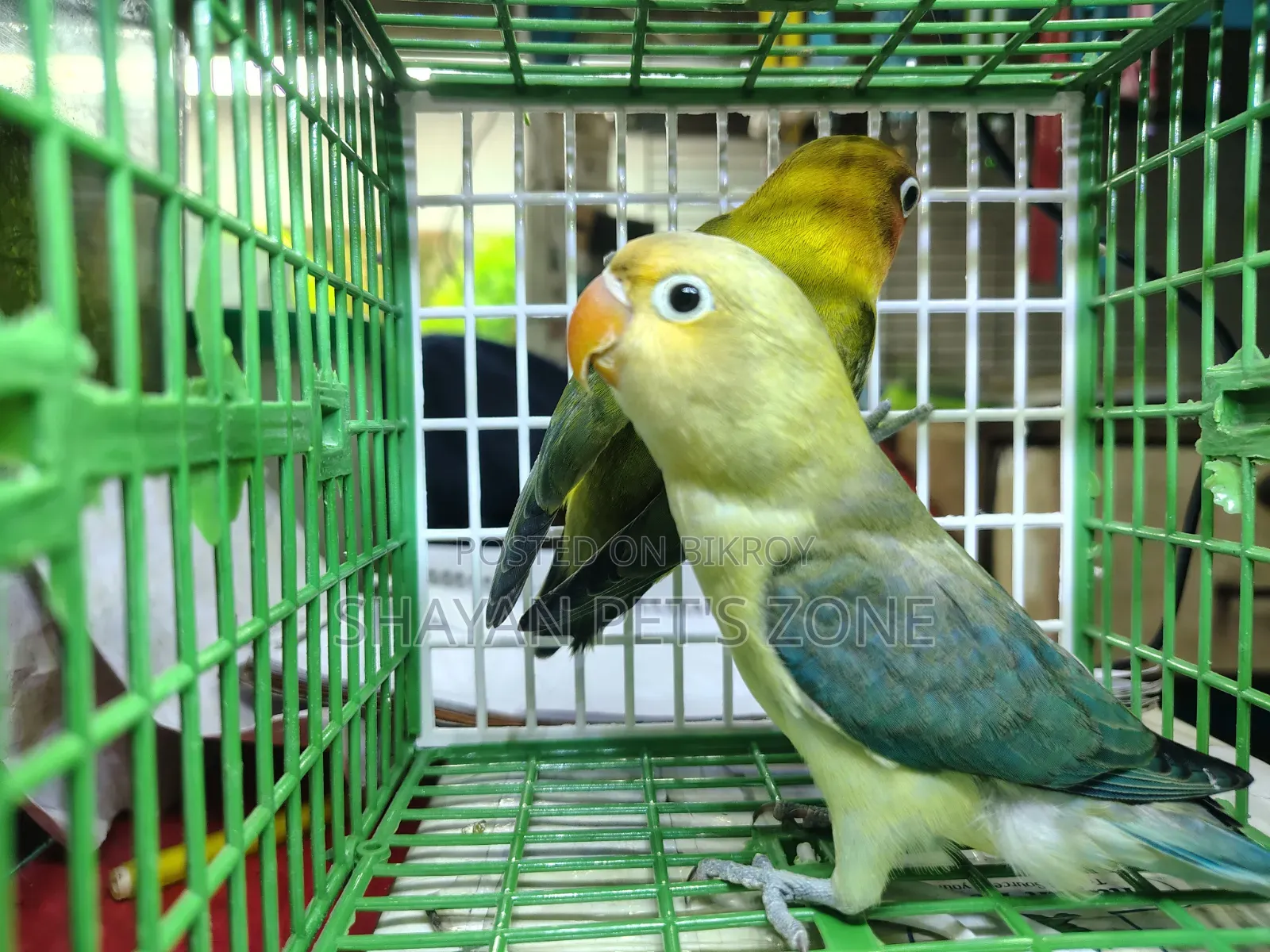 Parblue Lovebird DNA Confirm Pair