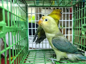 Parblue Lovebird DNA Confirm Pair