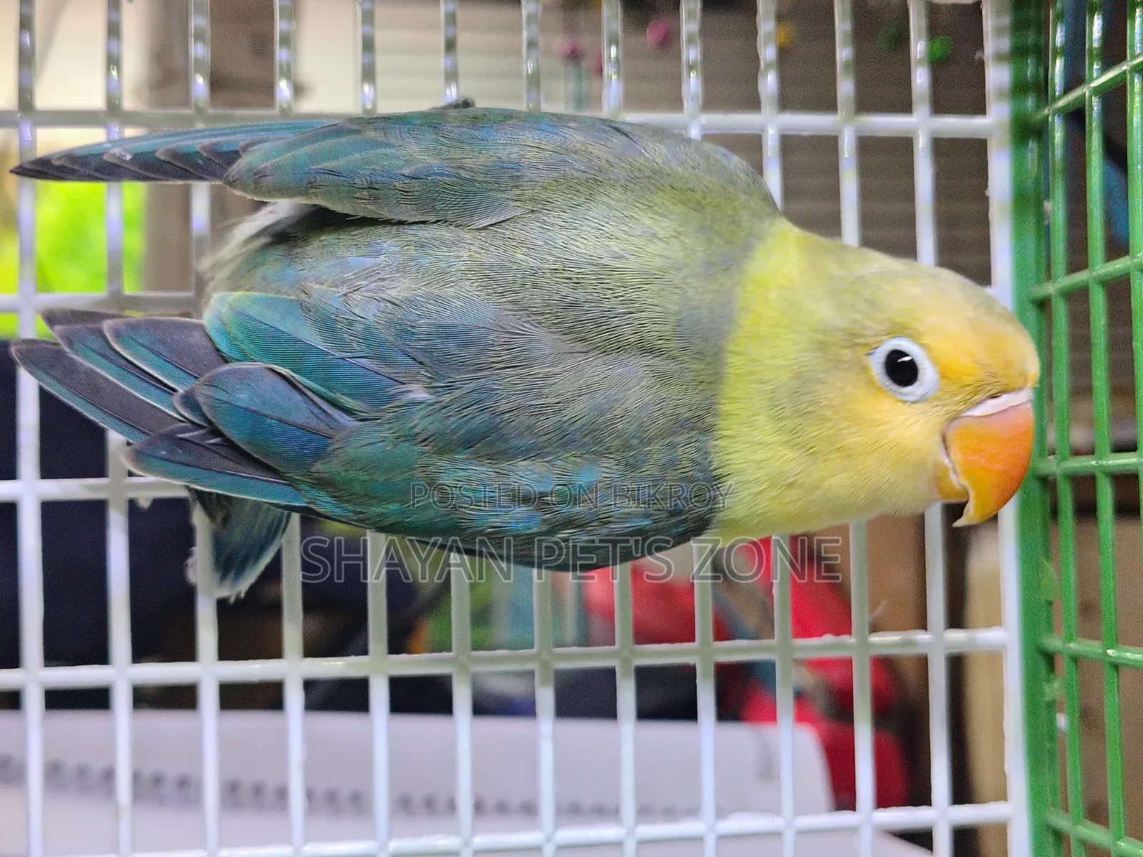 Parblue Lovebird DNA Confirm Pair