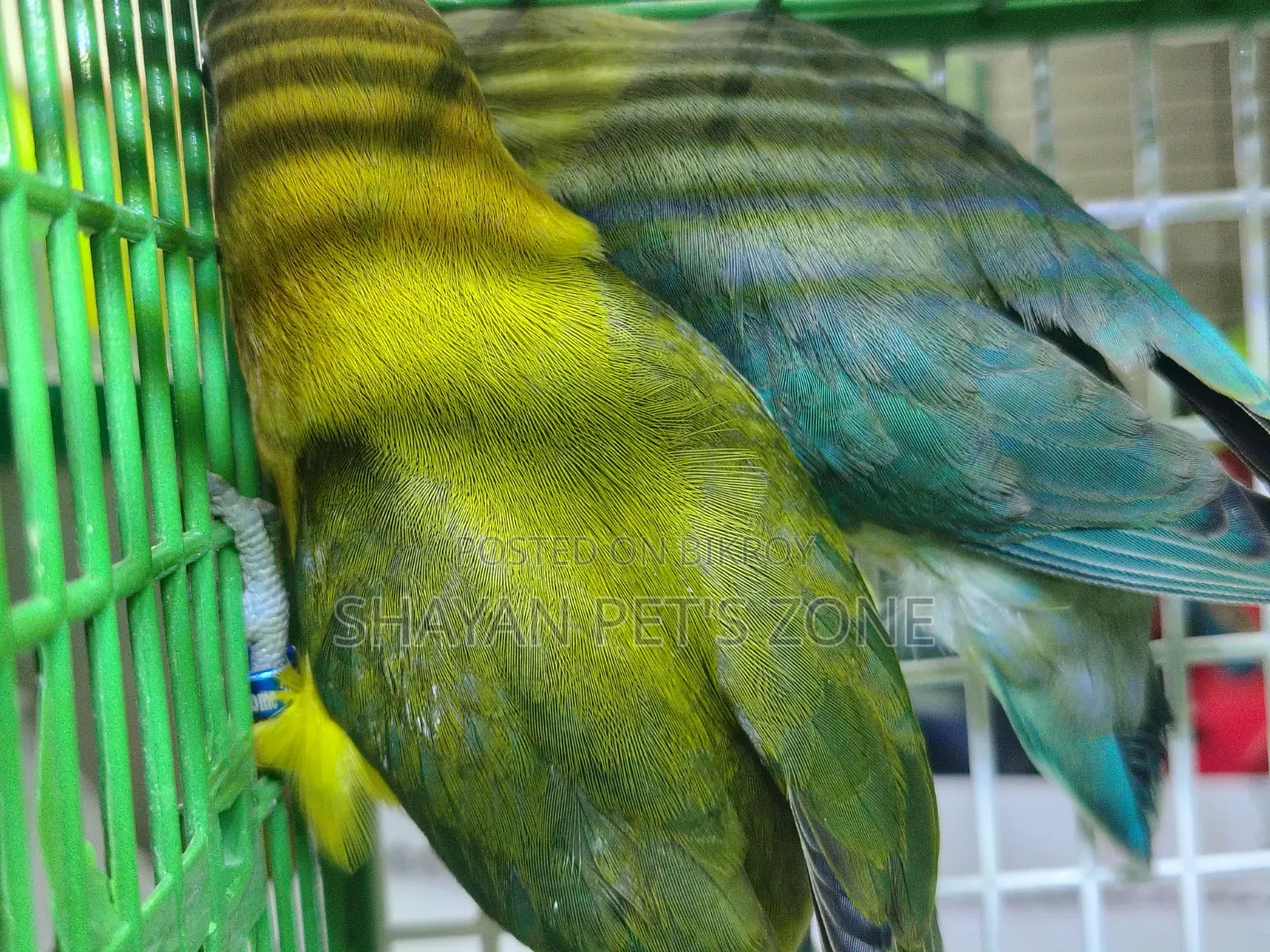 Parblue Lovebird DNA Confirm Pair